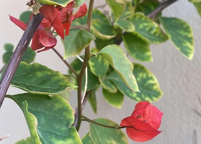 Blue Fly * צ'פאלו